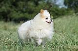 SPITZ ALLEMAND 417